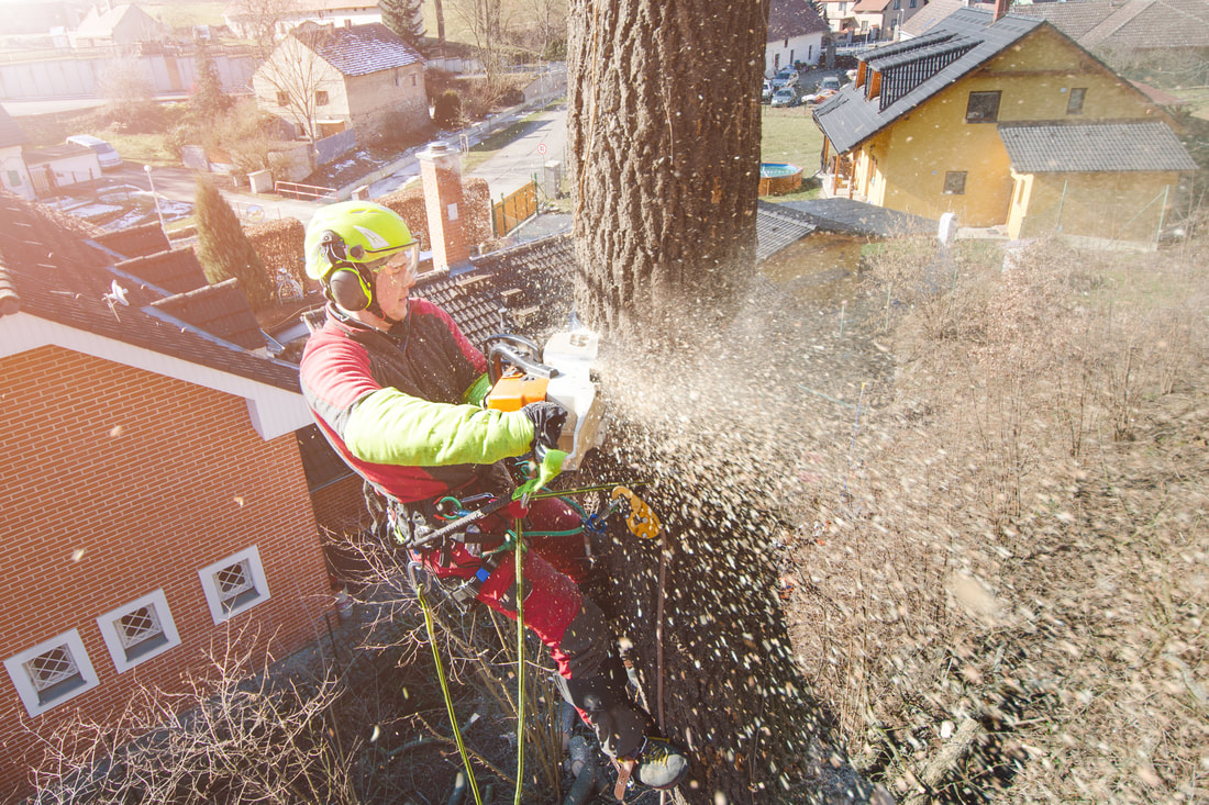 Lawrence Tree Pros Image